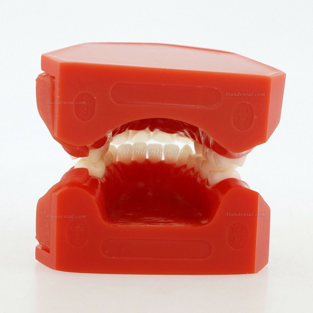 Dental Teeth Permanent Tooth Alternate Demonstration Study Teach Model 4006#