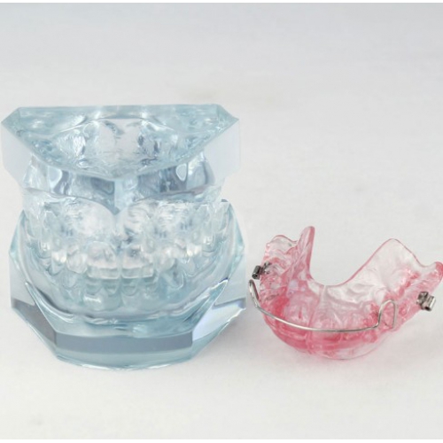 Orthodontic Demonstration Model For Maintenance M3006