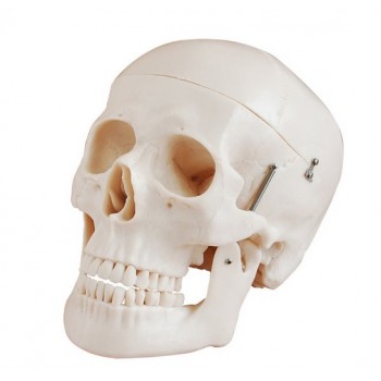 Deluxe Skull Style D Joint Model XC-104D