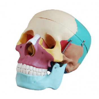 Joint Model XC-104C Colored Skull Bones