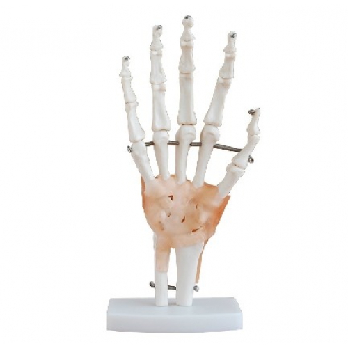 XC-114A Hand Skeleton Model with Ligaments