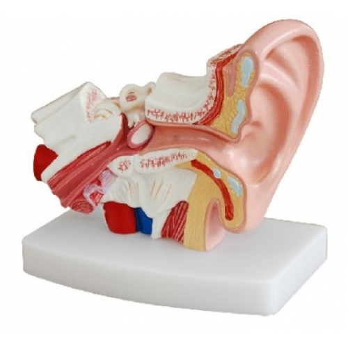 Desktop Ear Joint Model Medical Anatomy XC-303D