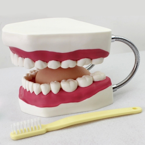 Oral Care Teeth Brushing Model With Large Toothbrush