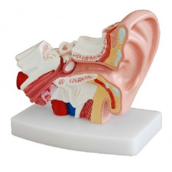 Desktop Ear Joint Model Medical Anatomy XC-303D