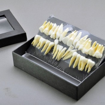 Dental Model Teeth Model 28 pcs 1:1 Full Permanent Teeth 7008