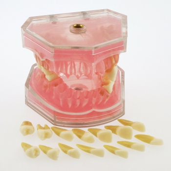 28 Pcs Teeth Dental Removable Teeth Model Study Teach Standard Model 4004