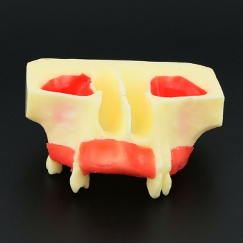 Dental Teeth Model Sinus Lift Practice Model Study Teach Model 2013 01