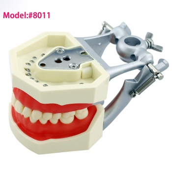 Dental Training Typodont Model 28/32Pcs Teeth M8011/M8012 Compatible Nissin Kilgore 200