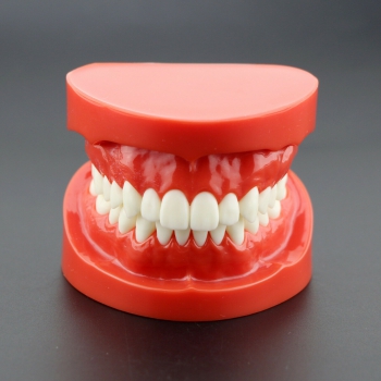 Dental Teach Study Adult Standard Typodont Demonstration Teeth Model 7004 Red