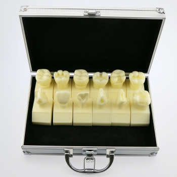 Dental 4 Times Cavity Preparation Study Model #7009 01