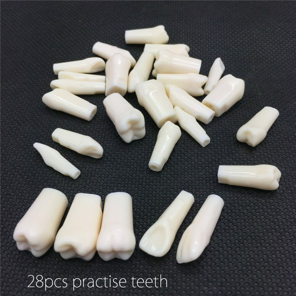 Modello Dentale Typodont US Kilgore Nissin 500 Style – 28 Denti Rimovibili, M8011, Per Studio Dentistico