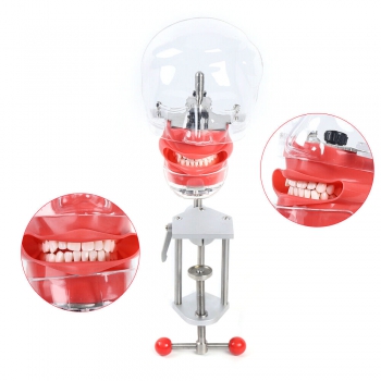 Dental Manikin Phantom Head Model Tooth Teeth Training ​Simulator (Typodont Compatible Nissin Kilgore)