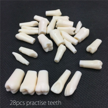 Dental Typodont Replacement Teeth M8024/M8025 Compatible Nissin Kilgore 200