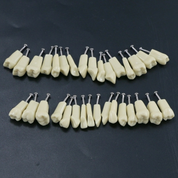 Dental Typodont M8021/M8022 28/32Pcs Replacement Teeth Compatible Frasaco AG3/ANA-4