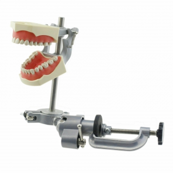 Dental Typodont Model With Pole Mount Practice 32 Pcs Teeth (Columbia 860 Teeth)