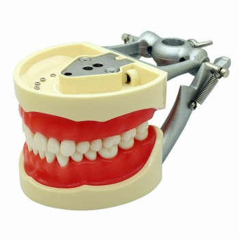Dental Training Typodont Model 28/32Pcs Teeth M8011/M8012 Compatible Nissin Kilg...