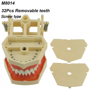 Dental Training Typodont Model M8014 32Pcs Teeth Compatible Frasaco AG3 Type