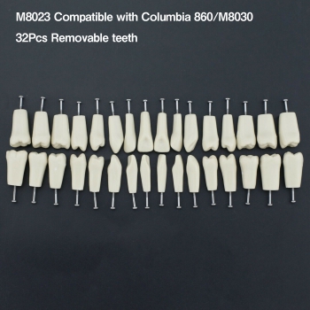 Dental Typodont M8023 32Pcs Replacement Teeth Compatible Columbia 860