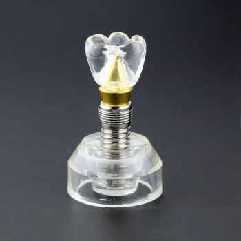 Dental Implant Demonstration Model 2.5x Size Detachable Transparent