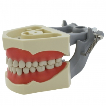Dental Restorative Typodont Model 32Pcs Teeth M8030 Compatible with Columbia 860