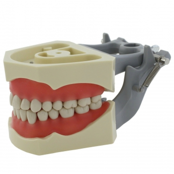 Dental Restorative Typodont Model 32Pcs Teeth M8030 Compatible with Columbia 860