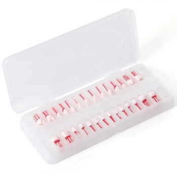 28pcs/Set Dental Typodont Teeth, Root Canal Practice Model