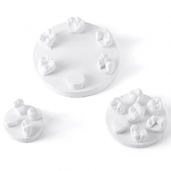 3Pcs/Bag Dental Tooth Morphology Practice Model U6/L6/U4 Positions Training Kit (Gypsum/Resin)