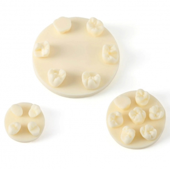 3Pcs/Bag Dental Tooth Morphology Practice Model U6/L6/U4 Positions Training Kit (Gypsum/Resin)