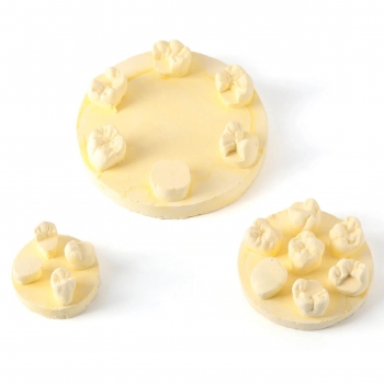 3Pcs/Bag Dental Tooth Morphology Practice Model U6/L6/U4 Positions Training Kit (Gypsum/Resin)