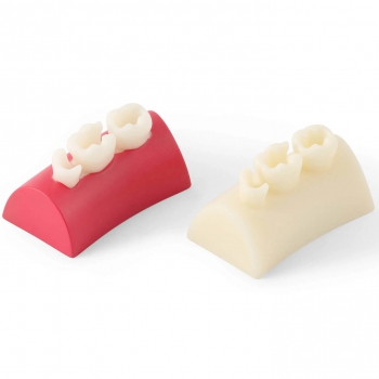 Dental Inlay Exercise Block Composite Resin Filling Teeth