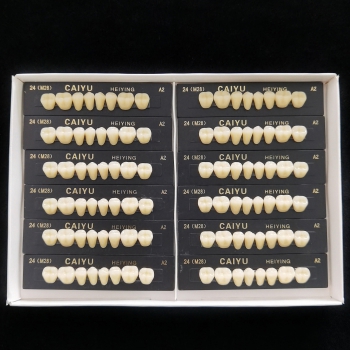 Caiyu Heiying Acrylic Synthetic Polymer Resin Denture (Upper/Lower Back Teeth)