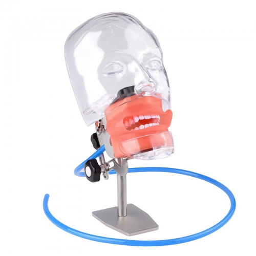 Dental Simple Manikin Phantom Head Model With 28 Teeth Typodont