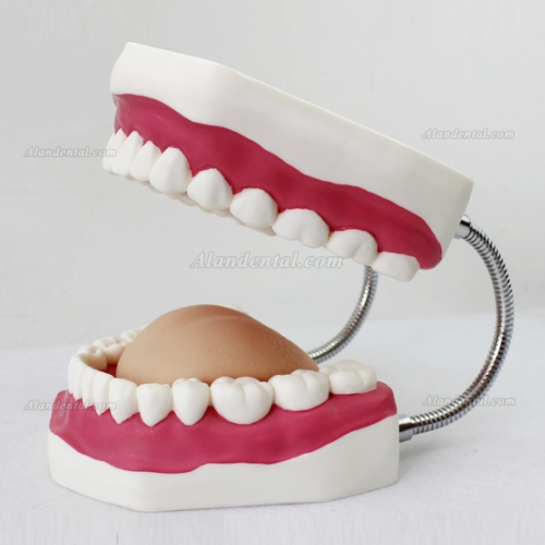 Oral Care Teeth Brushing Model With Large Toothbrush