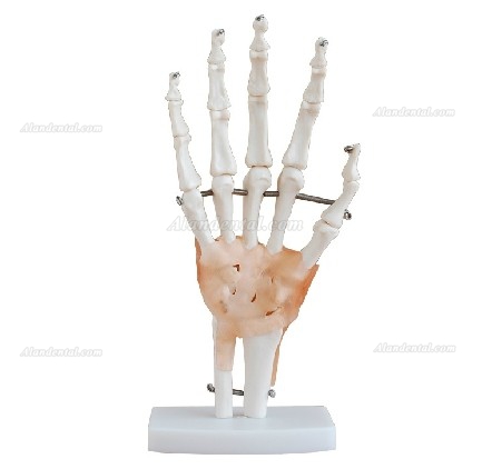 XC-114A Hand Skeleton Model with Ligaments