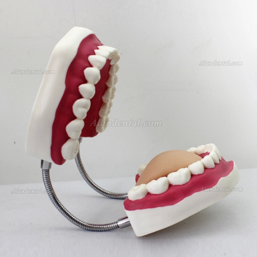 Oral Care Teeth Brushing Model With Large Toothbrush