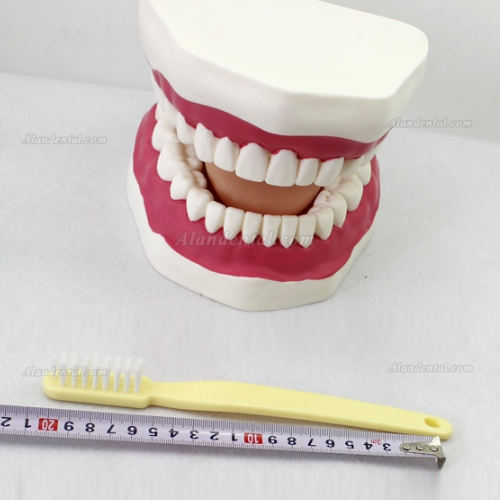 Oral Care Teeth Brushing Model With Large Toothbrush