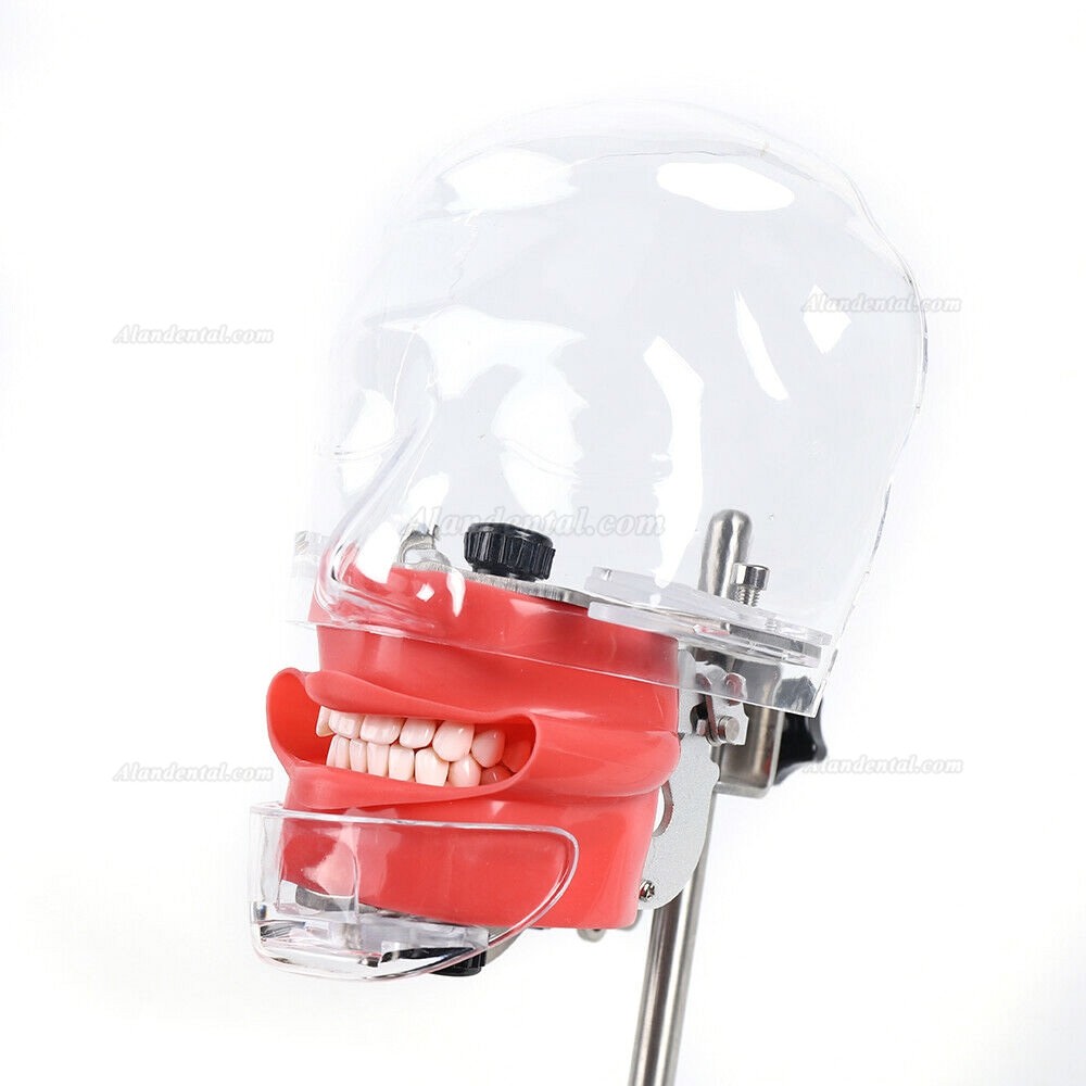 Buy Cheap Dental Manikin Phantom Head Model Tooth Teeth Training ...