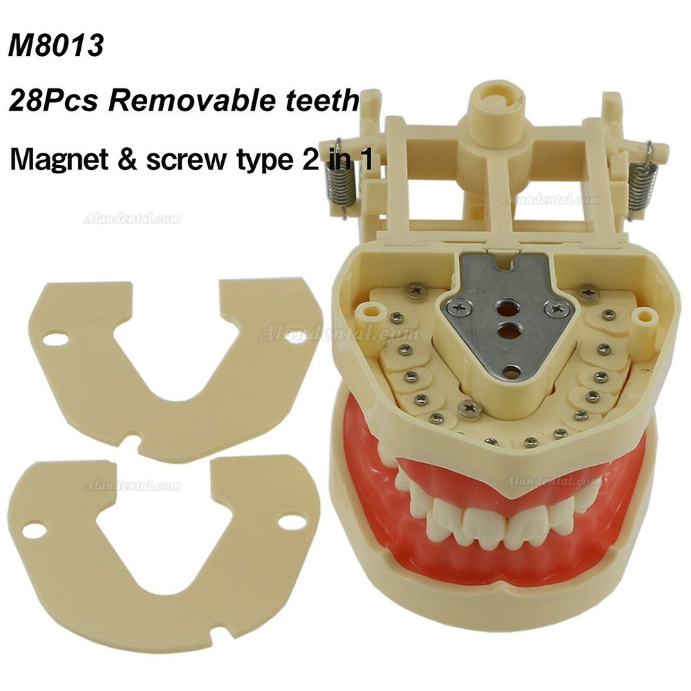 Kit De 32 Dents De Remplacement Standard AG-3 Pour Typodont Dentaire - Compatible Frasaco, Marque Goldenkey