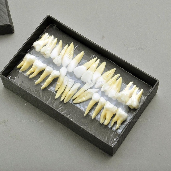 Dental Model Teeth Model 28 pcs 1:1 Full Permanent Teeth 7008