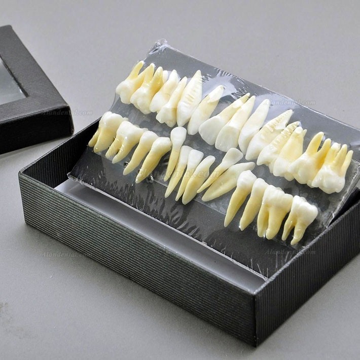 Dental Model Teeth Model 28 pcs 1:1 Full Permanent Teeth 7008