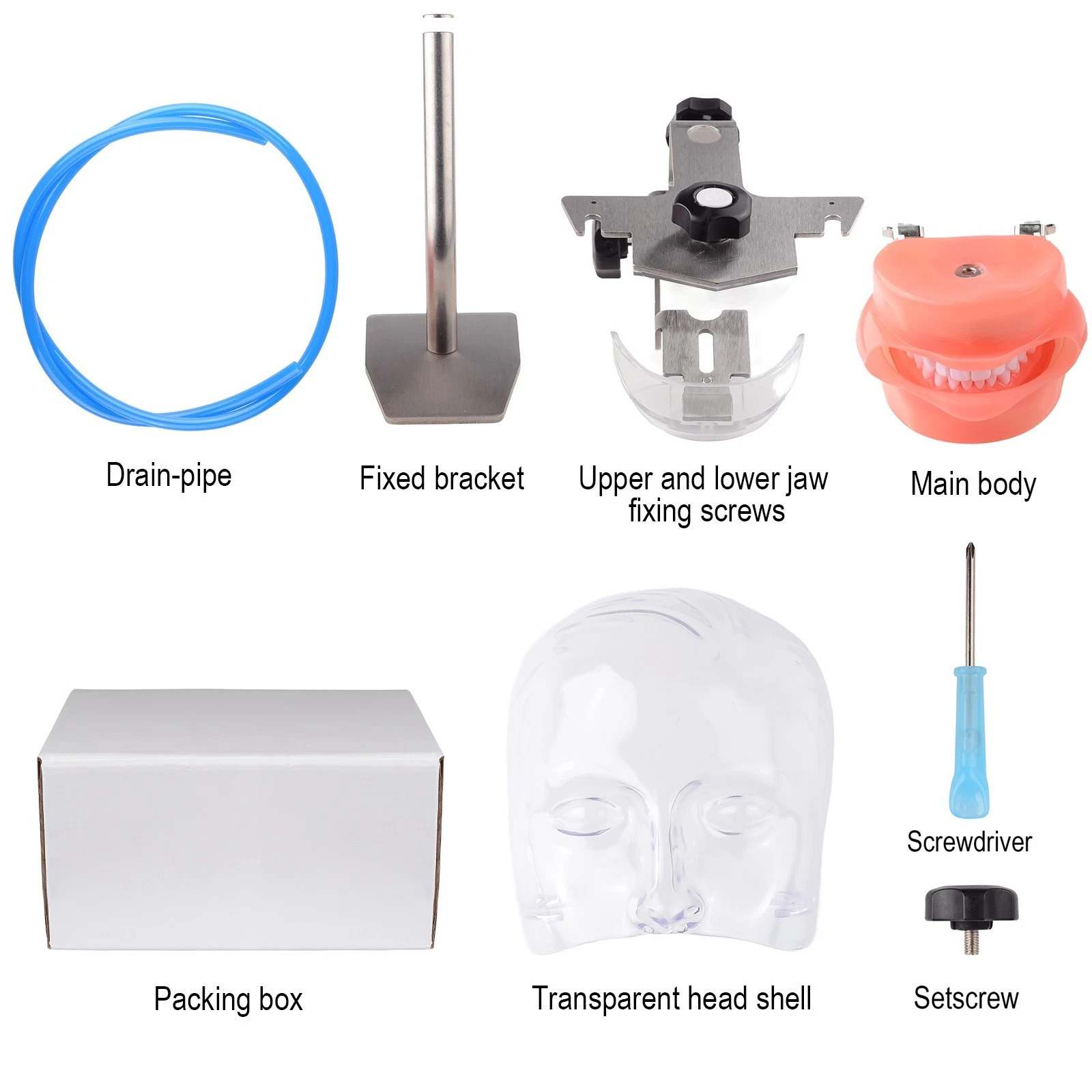 Dental Simple Manikin Phantom Head Model With 28 Teeth Typodont