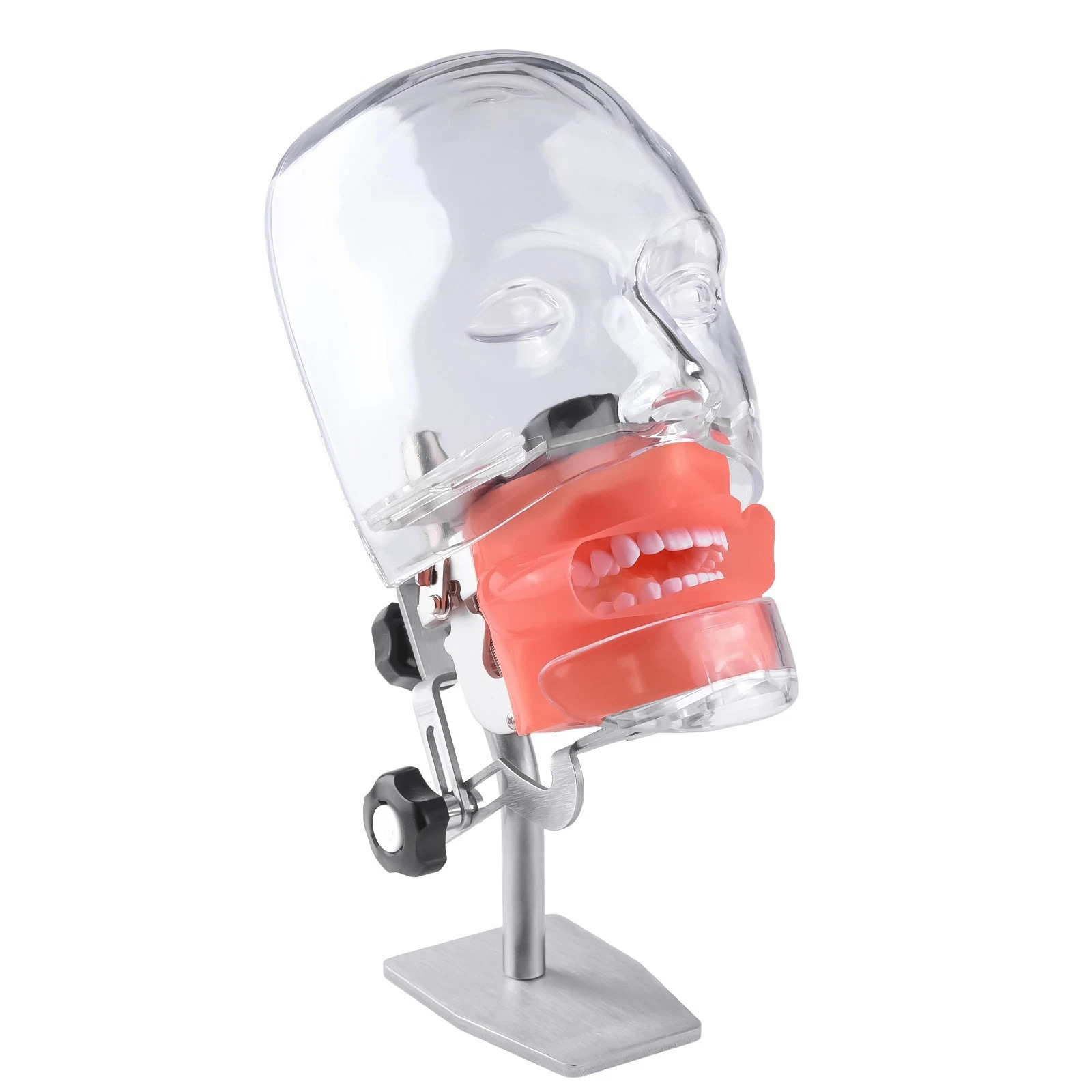 Dental Simple Manikin Phantom Head Model With 28 Teeth Typodont