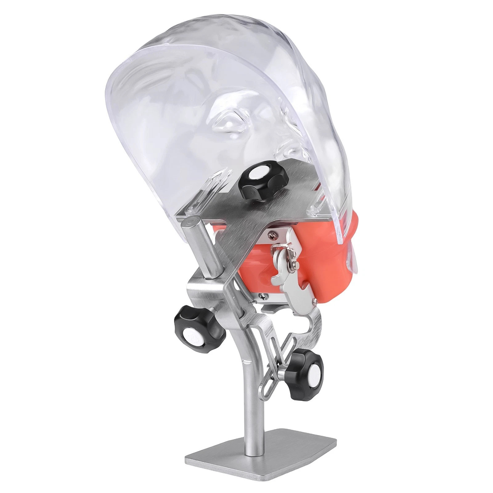 Dental Simple Manikin Phantom Head Model With 28 Teeth Typodont