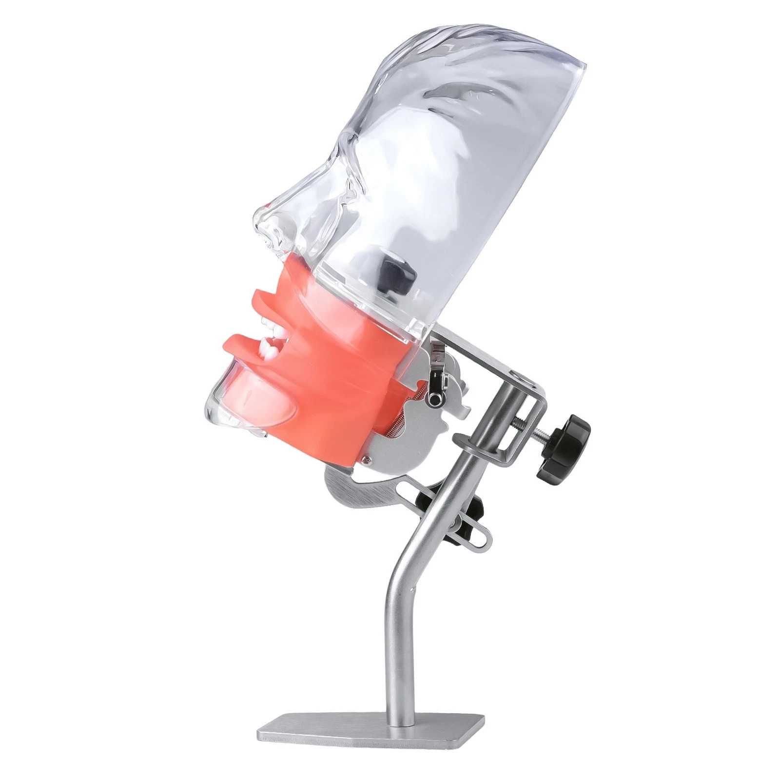 Dental Simple Manikin Phantom Head Model With 28 Teeth Typodont