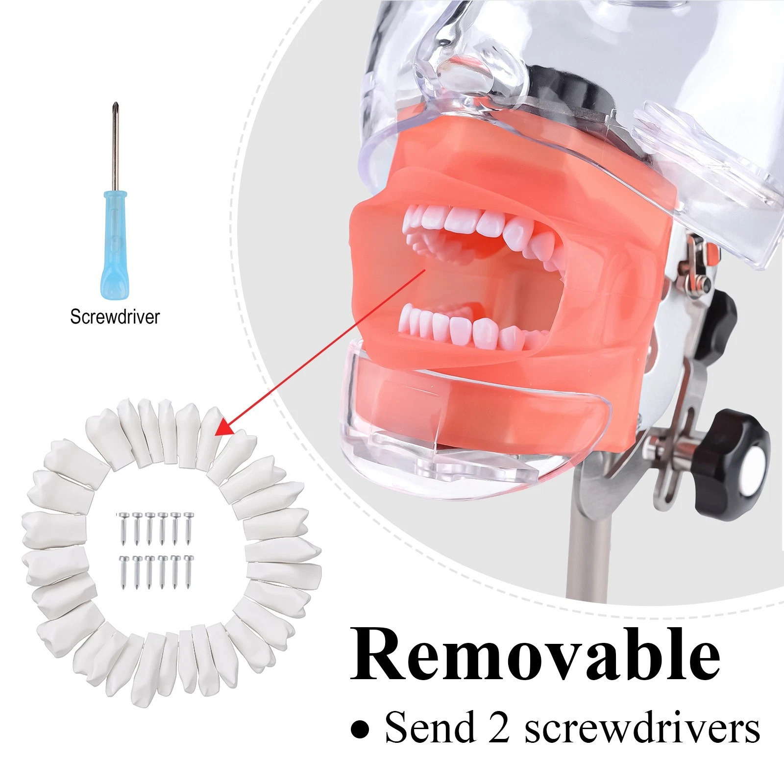 Dental Simple Manikin Phantom Head Model With 28 Teeth Typodont