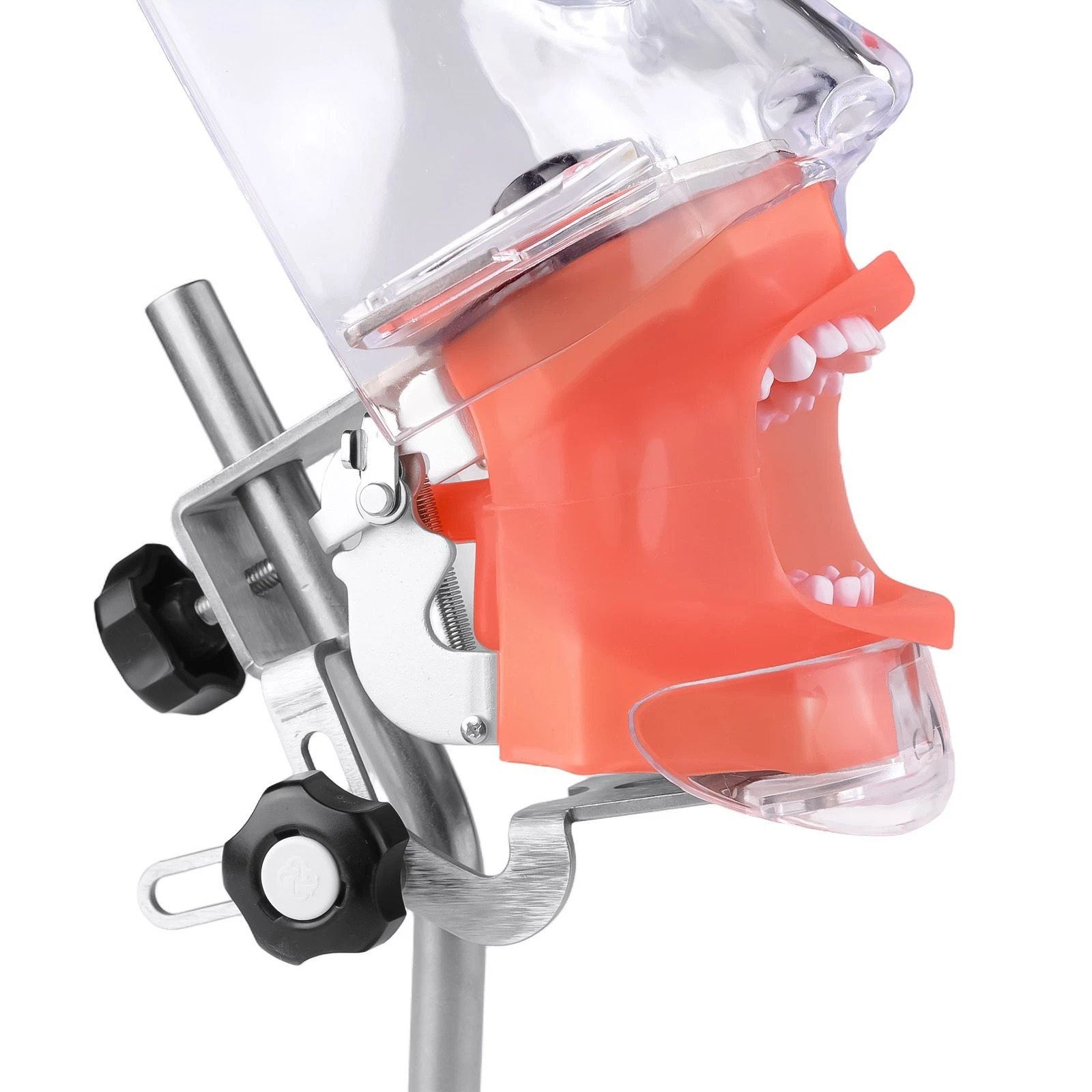 Dental Simple Manikin Phantom Head Model With 28 Teeth Typodont