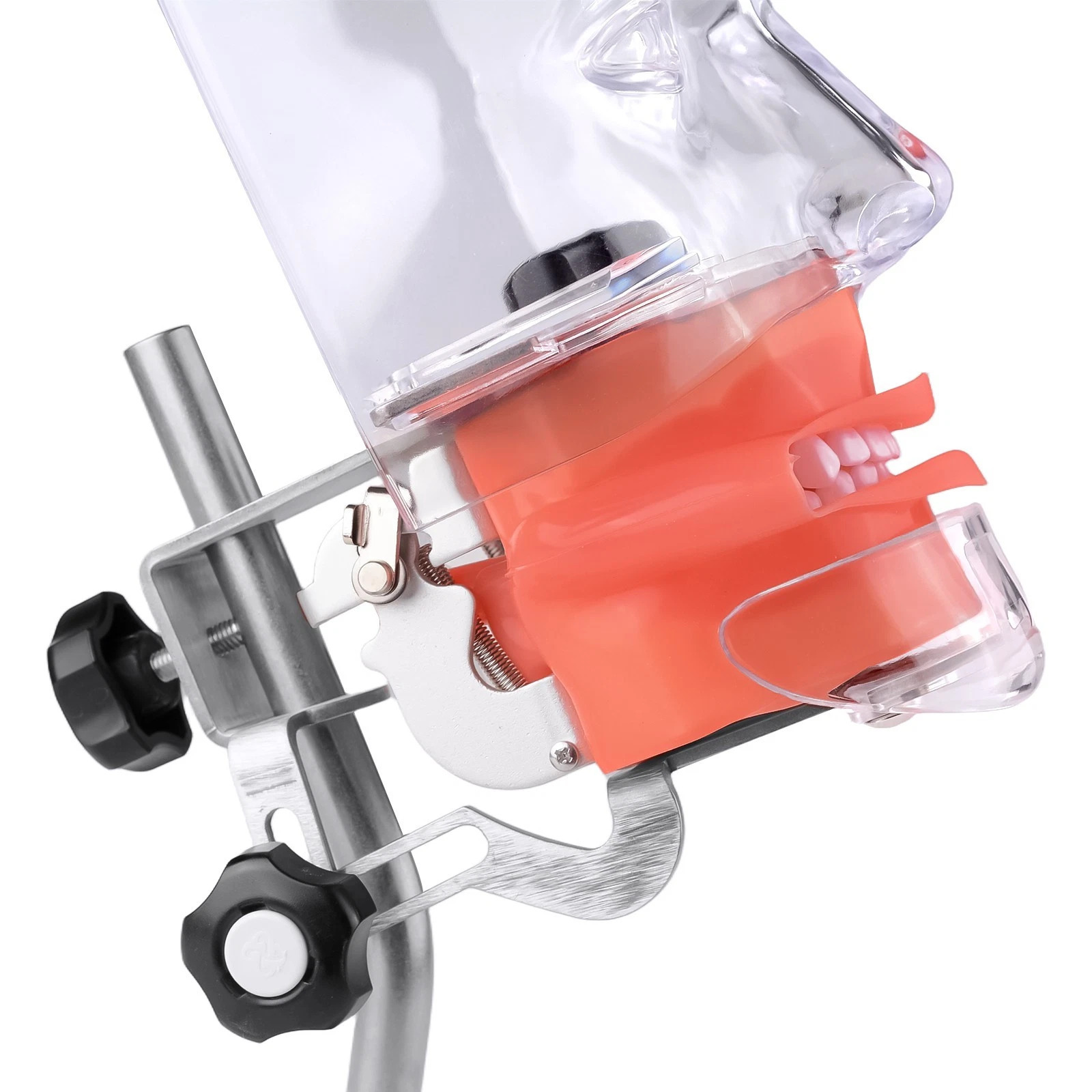 Dental Simple Manikin Phantom Head Model With 28 Teeth Typodont