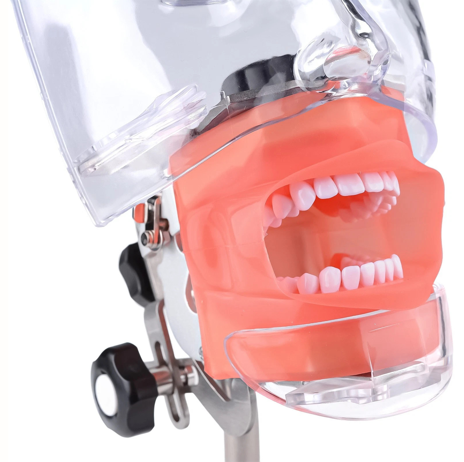 Dental Simple Manikin Phantom Head Model With 28 Teeth Typodont