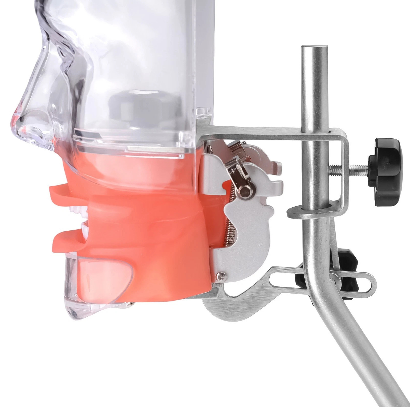 Dental Simple Manikin Phantom Head Model With 28 Teeth Typodont
