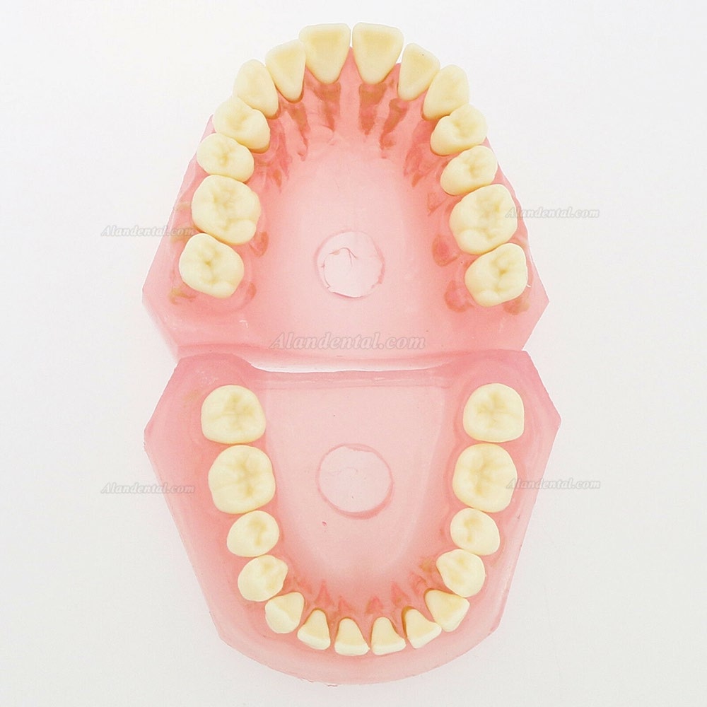 1 Pcs Dental Teeth Model With 28 Pcs Removable Teeth Study Teach Standard Model 4004